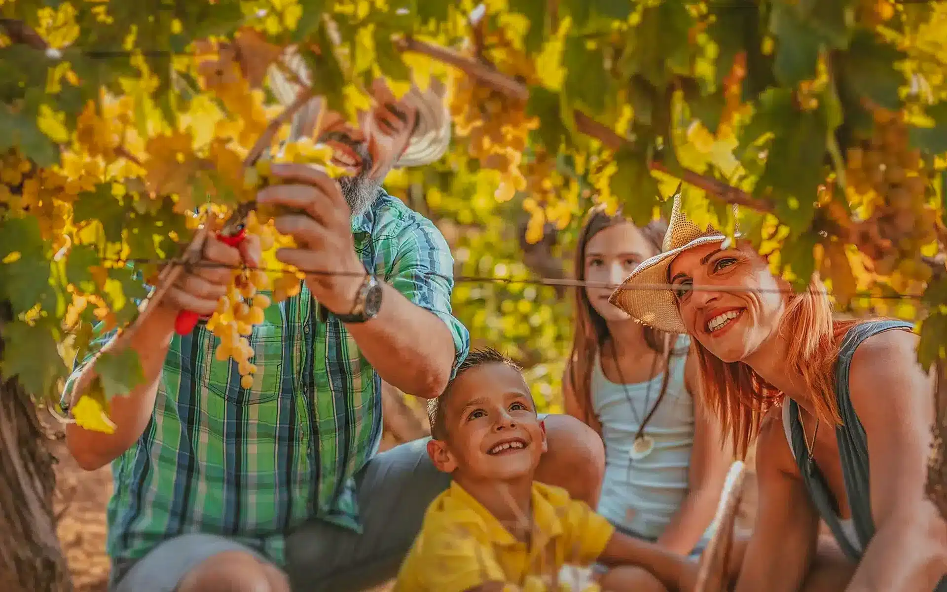 camping les terrasses au cœur des vignes dans l herault